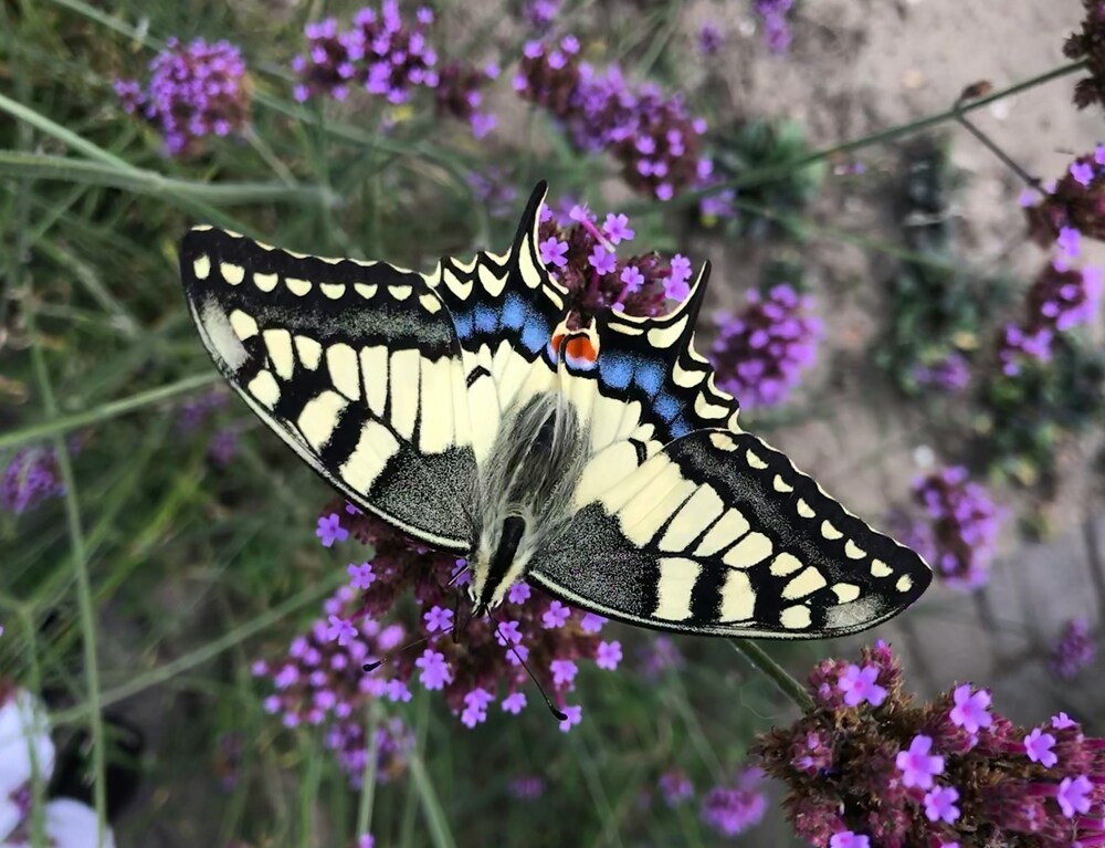 Citronová verbena: kouzelně voní a má léčivou moc